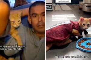 CAT ANCÓN