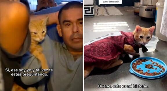 cat ancon